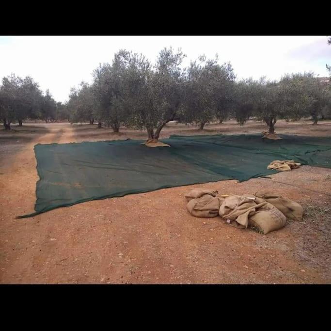 Olive Grove Cottage Skalani Knossós Exterior foto