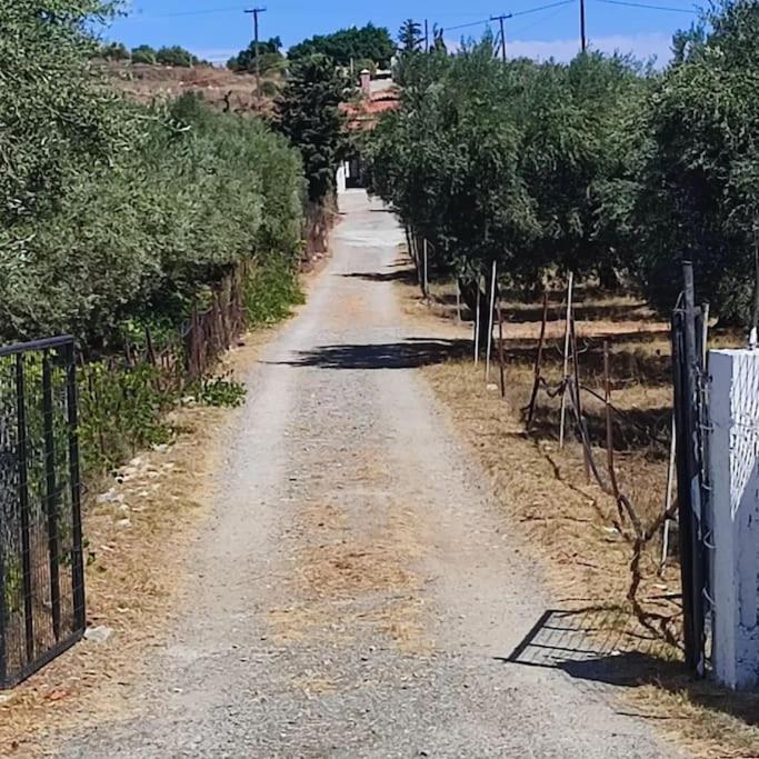 Olive Grove Cottage Skalani Knossós Exterior foto