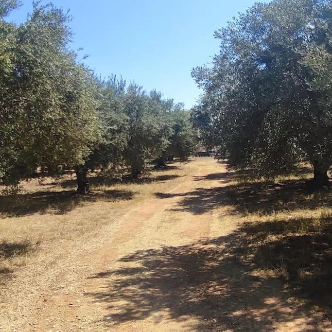Olive Grove Cottage Skalani Knossós Exterior foto