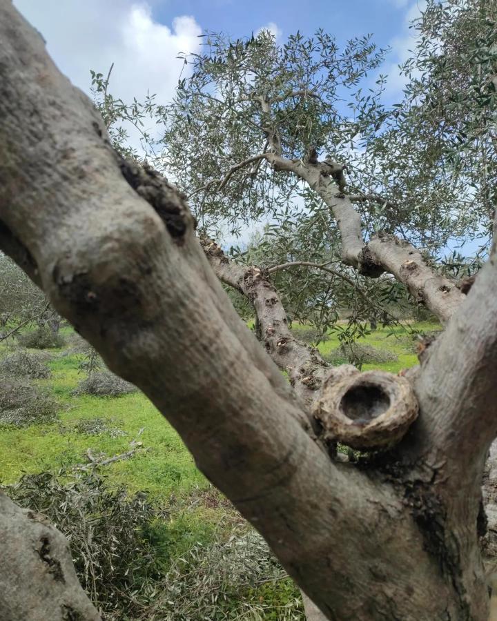 Olive Grove Cottage Skalani Knossós Exterior foto